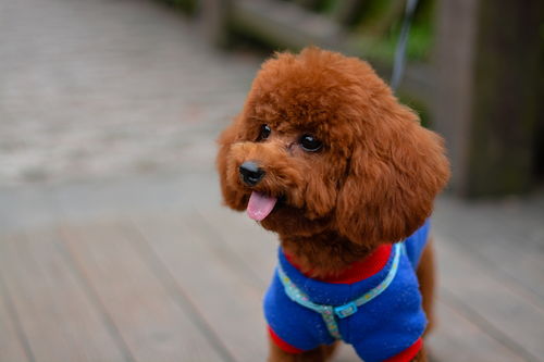 泰迪版本同神话庄园激活码,数据导向解析计划 QHD版_v3.614