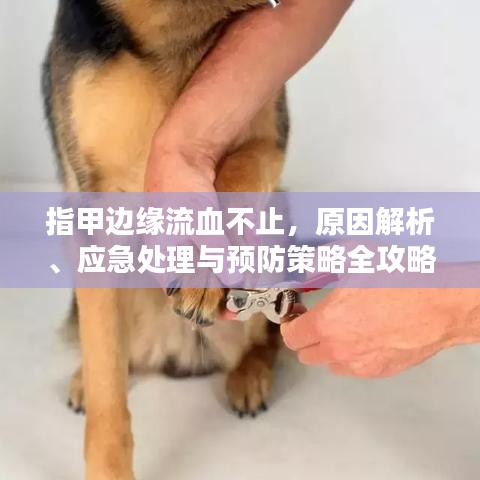 虫蚀鸟步 第2页