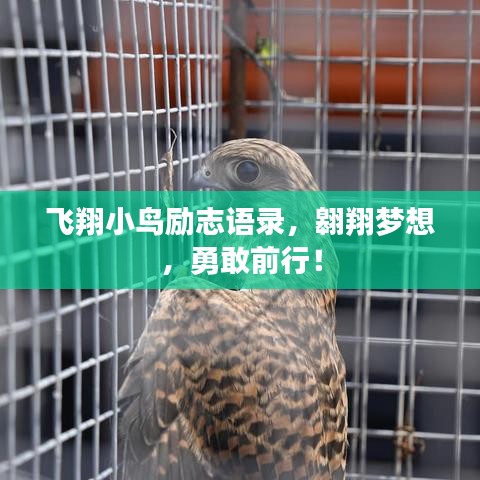 关于我们 第55页