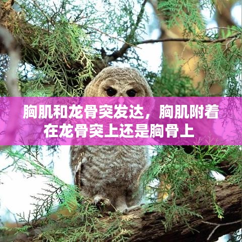 胸肌和龙骨突发达，胸肌附着在龙骨突上还是胸骨上 