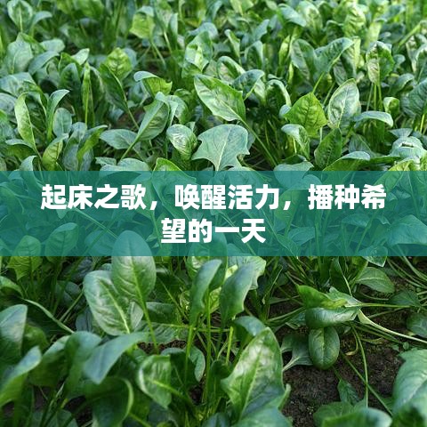 起床之歌，唤醒活力，播种希望的一天