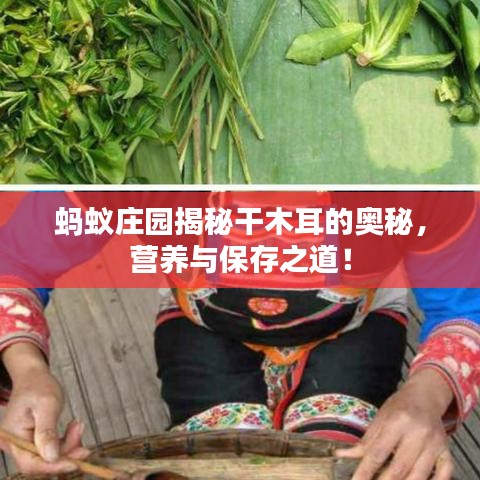 蚂蚁庄园揭秘干木耳的奥秘，营养与保存之道！