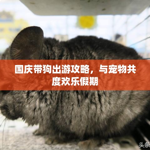国庆带狗出游攻略，与宠物共度欢乐假期