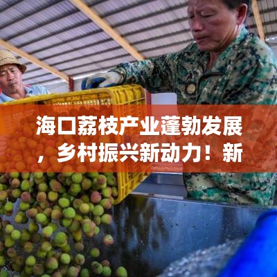 海口荔枝产业蓬勃发展，乡村振兴新动力！新闻头条速递