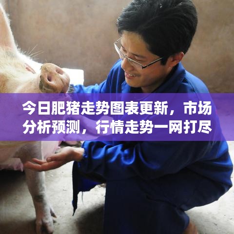 今日肥猪走势图表更新，市场分析预测，行情走势一网打尽！