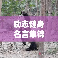励志健身名言集锦，激发无尽动力，迈向健康人生！