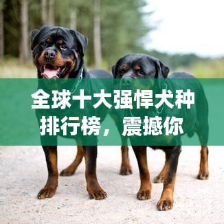 全球十大强悍犬种排行榜，震撼你的视觉！