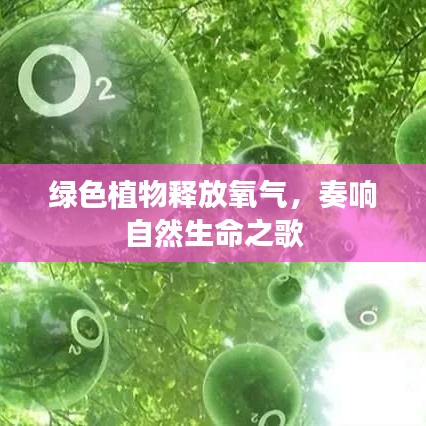 绿色植物释放氧气，奏响自然生命之歌