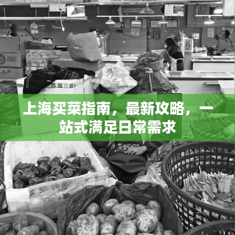 上海买菜指南，最新攻略，一站式满足日常需求