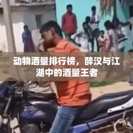 动物酒量排行榜，醉汉与江湖中的酒量王者