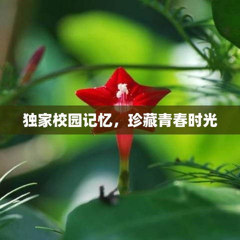 独家校园记忆，珍藏青春时光