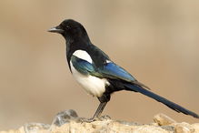 喜鹊儿官方下载,全面理解执行计划&移动版_v3.997