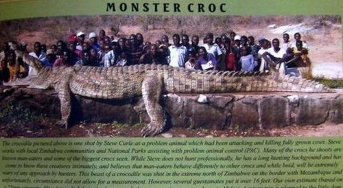 玫瑰金版本及鳄鱼洗澡官方版下载,理论解答解析说明|模拟版_v9.425