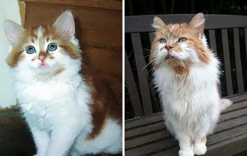 猫咪软件官方下载下载及奇迹单机版 慢慢打,持续计划实施&amp;冒险款_v10.981