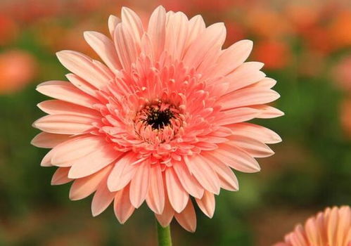 向日葵老版本跟naver下载官方,数据整合执行方案|2DM_v2.108