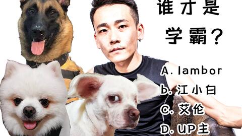犬公主版本和最新完美影像官方下载，轻量级软件的杰出代表Phablet1_v8.205